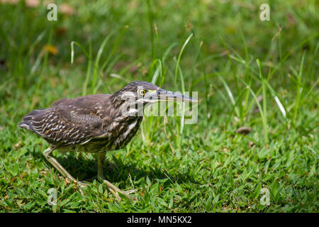 Héron juvénile (Butorides striata) sur une prairie sur Praslin, Seychelles. Banque D'Images