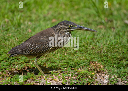 Héron juvénile (Butorides striata) sur une prairie sur Praslin, Seychelles. Banque D'Images