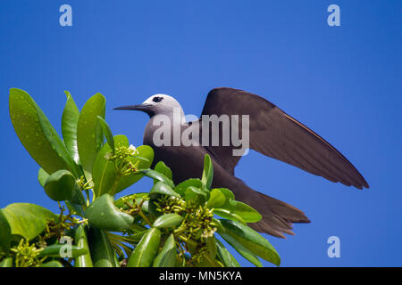 Noddi Marianne (Anous tenuirostris) sur Cousin, Seychelles. Banque D'Images