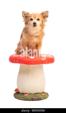 Chihuahua à poil long assis sur un gros champignon sur un fond blanc Banque D'Images