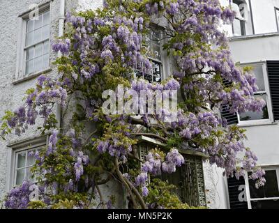 Glycine lilas couvrant l'avant d'une Maison Blanche à Twickenham, London UK Banque D'Images