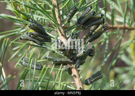 Grand nombre de larves de diprion européen ou de chenilles (Neodiprion sertifer) sur un pin à Surrey, UK Banque D'Images