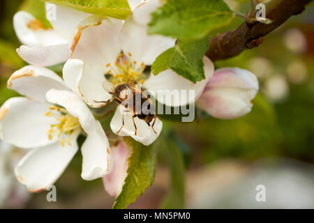 Hoverfly tricheuse apple blossoms sur une branche de pommier au printemps dans un jardin de l'Irlande du Nord UK Banque D'Images