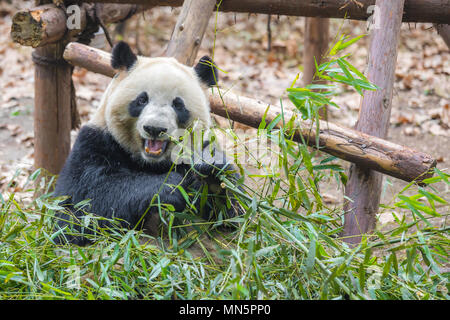 Portrait d'un grand panda eating bamboo . . Banque D'Images