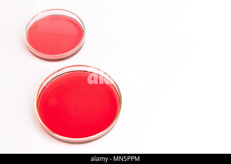 Pétri de solution de chlorure de cobalt rouge rose aqueux liquide isolé sur fond blanc. Concept scientifique Science Banque D'Images