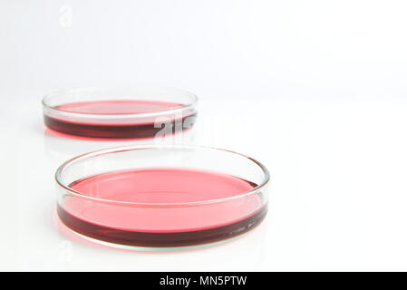 Pétri de solution de chlorure de cobalt rouge rose aqueux liquide isolé sur fond blanc. Concept scientifique Science Banque D'Images