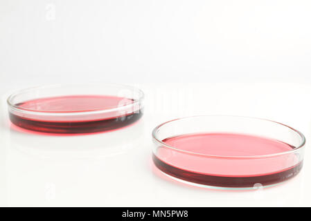 Pétri de solution de chlorure de cobalt rouge rose aqueux liquide isolé sur fond blanc. Concept scientifique Science Banque D'Images