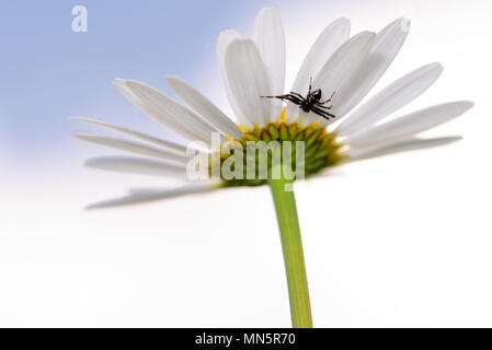 Araignée crabe noir se cacher sur la Marguerite fleur, tourné à partir de ci-dessous, gros plan, macro Banque D'Images