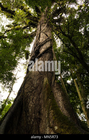 Arbre étrangleur enroulée autour d'un contrefort géant arborescence racine dans la forêt tropicale du Costa Rica's National Park. Banque D'Images