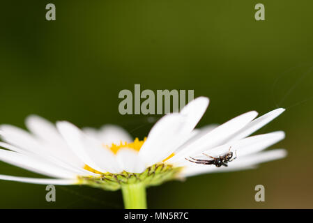 Araignée crabe noir se cacher sur la Marguerite fleur, tourné à partir de ci-dessous, gros plan, macro Banque D'Images