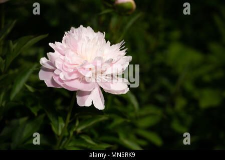 Couleur rose vif, pivoine Paeonia dans le jardin, Close up, macro Banque D'Images