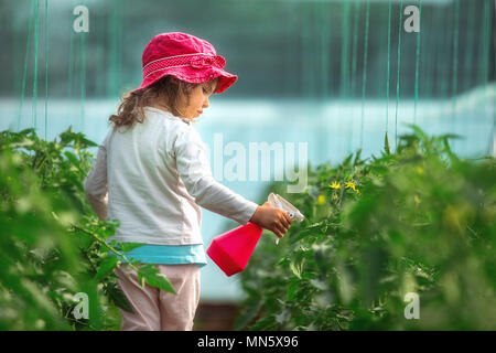 Happy little girl pulvérisation jardinier tomates plants in greenhouse. Banque D'Images