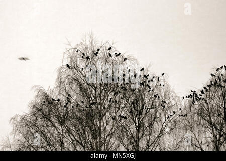 Phoque à capuchon crows recueillies la nuit dans le parc de la ville à l'hiver. Les oiseaux se perchent, multitude d'oiseaux oiseaux noirs de cluster Banque D'Images