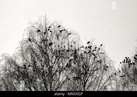 Phoque à capuchon crows recueillies la nuit dans le parc de la ville à l'hiver. Les oiseaux se perchent, multitude d'oiseaux oiseaux noirs de cluster Banque D'Images