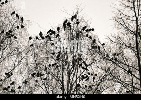 Phoque à capuchon crows recueillies la nuit dans le parc de la ville à l'hiver. Les oiseaux se perchent, multitude d'oiseaux oiseaux noirs de cluster Banque D'Images