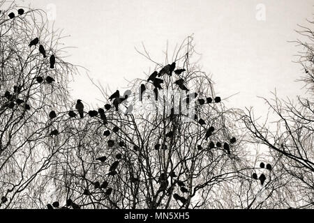 Phoque à capuchon crows recueillies la nuit dans le parc de la ville à l'hiver. Les oiseaux se perchent, multitude d'oiseaux oiseaux noirs de cluster Banque D'Images