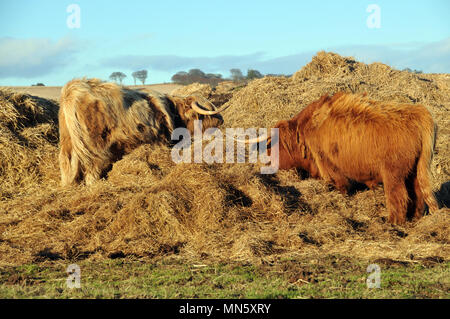 Alimentation des bovins Highland sur la paille dans un champ Banque D'Images
