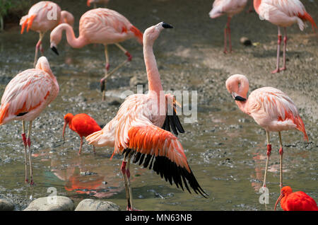 Flamant du Chili Phoenicopterus chilensis ailes propagation d'oiseaux Banque D'Images