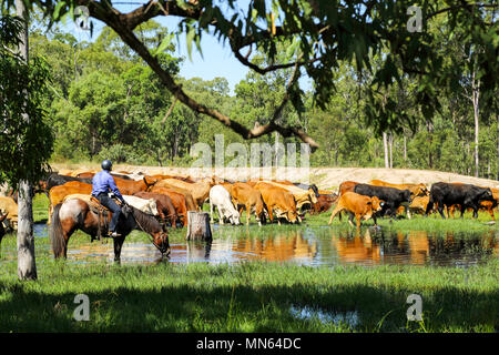 Une cowgirl sur l'veille sur une foule mixte de bétail de boire dans une ferme barrage. Banque D'Images