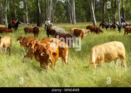 Une foule de bétail étant rassemblé parmi les gumtrees. Banque D'Images