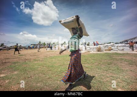 Les réfugiés sud-soudanais une femelle vu portant un sac de 50 kg de farine de manioc sur le dessus de la tête. La Bidi Bidi l'établissement des réfugiés dans le nord de l'Ouganda, près de la frontière avec le Soudan du Sud est actuellement le plus grand camp de réfugiés au monde, accueillant plus de 250 000 réfugiés soudanais du sud fuyant le conflit. Le programme alimentaire mondial fournit des approvisionnements alimentaires de base mensuel pour les réfugiés dans le règlement. Banque D'Images
