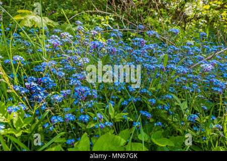 M'oubliez pas sauvages Myosotis sylvatica fleurs dans un environnement boisé Banque D'Images