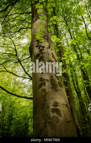 Donner les feuilles de l'arbre à travers les modèles shaow Banque D'Images