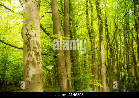 Donner les feuilles de l'arbre à travers les modèles shaow Banque D'Images