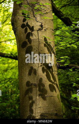 Donner les feuilles de l'arbre à travers les modèles shaow Banque D'Images