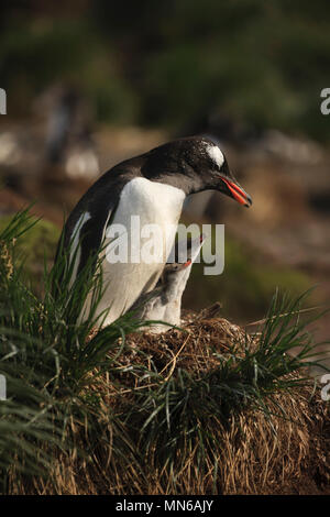 Close-up, mère bébé nouvellement éclos manchots, Pygoscelis papua, dans nid ensemble, un numéro de port de l'or de l'île de Géorgie du Sud Antarctique sous Banque D'Images