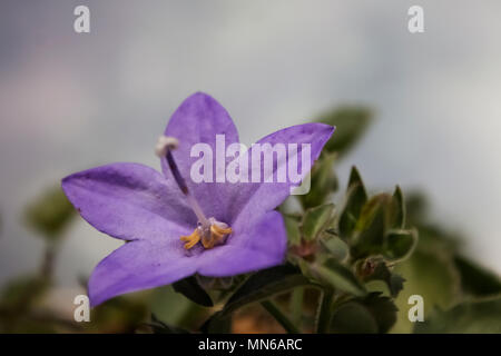 Close-up of purple Campanula passant de jar dans tôt le matin Banque D'Images