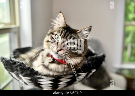 Chat aux yeux verts fixant en arbre de chat Banque D'Images