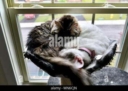 Deux chats pose en haut de cat house se pelotonnant l'un l'autre pendant le sommeil Banque D'Images