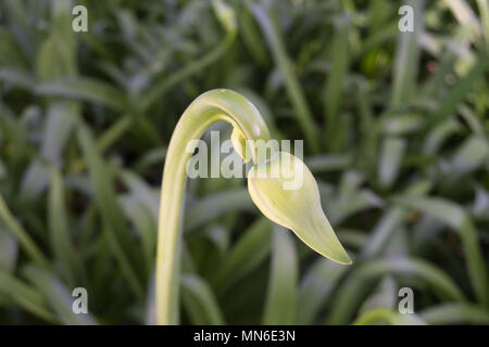 Fleur encore fermée tourbière typique vert Fleurs Banque D'Images