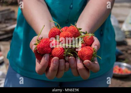 Fraises biologiques recueillies tenant dans les mains Banque D'Images