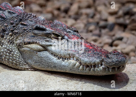 Tête de crocodile siamois Portrait et des dents. Close up de siamois crocodile (Crocodylus siamensis) Banque D'Images