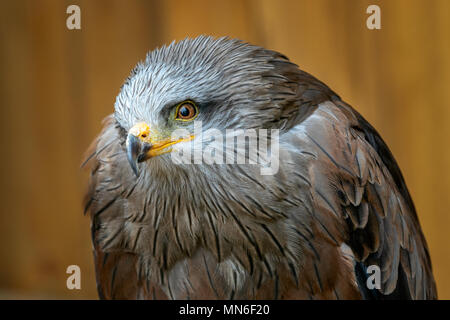 Portrait (Milvus migrans) est un oiseau de proie de la Famille des Accipitridae Banque D'Images