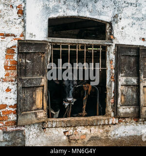 Les vaches laitières en cage par volets rustiques dans une étable délabrée en milieu rural de la région Lombardie Italie Banque D'Images