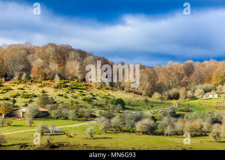 Beechwood et pâturages. Le Parc Naturel Sierra de Urbasa-Andia. Navarre, Espagne, Europe. Banque D'Images