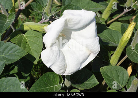 Feuilles et fleurs de plantes trompette du diable Banque D'Images