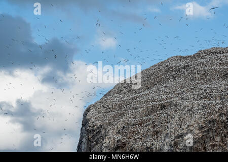 Fou de Bassan (Morus bassanus) colonie sur le Bass Rock, Ecosse, Royaume-Uni. Banque D'Images