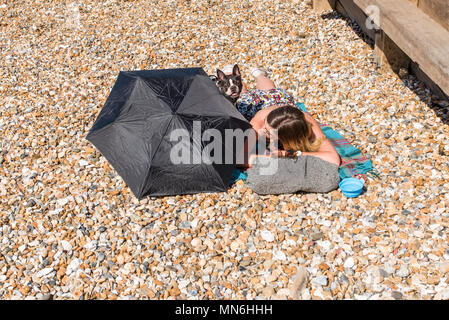 Bouledogue français avec son propriétaire sur la plage de Whitstable, Kent, Angleterre, Royaume-Uni. Banque D'Images