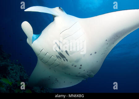 Mantaray, Manta, Riesenmanta, Mantarochen, Manta birostris, (Manta birostris) Banque D'Images