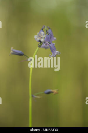 Soft focus bluebells in woods Banque D'Images