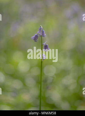 Soft focus bluebells in woods Banque D'Images