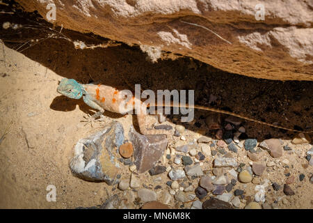 Sinai Agama reptile dans le désert près de la Mer Morte Banque D'Images