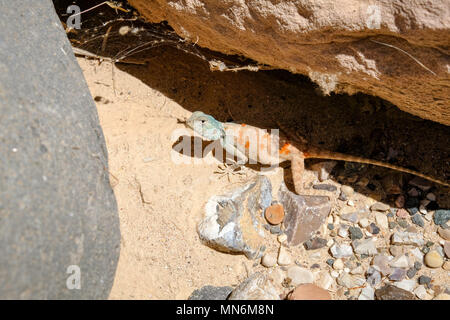 Sinai Agama reptile dans le désert près de la Mer Morte Banque D'Images