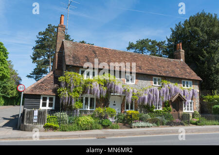 Cottages couverts dans la floraison des glycines durant le printemps à Goring-on-Thames, dans l'Oxfordshire, UK Banque D'Images