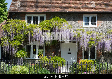 Cottage couvert de glycines en fleurs au printemps à Goring-on-Thames, dans l'Oxfordshire, UK Banque D'Images