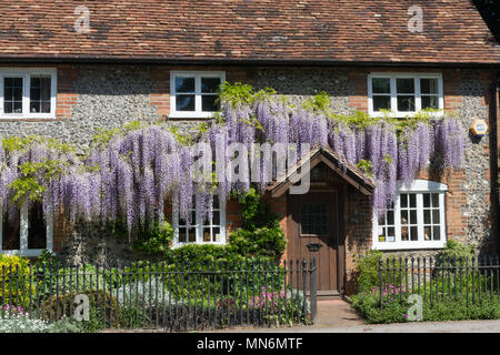 Cottage couvert de glycines en fleurs au printemps à Goring-on-Thames, dans l'Oxfordshire, UK Banque D'Images